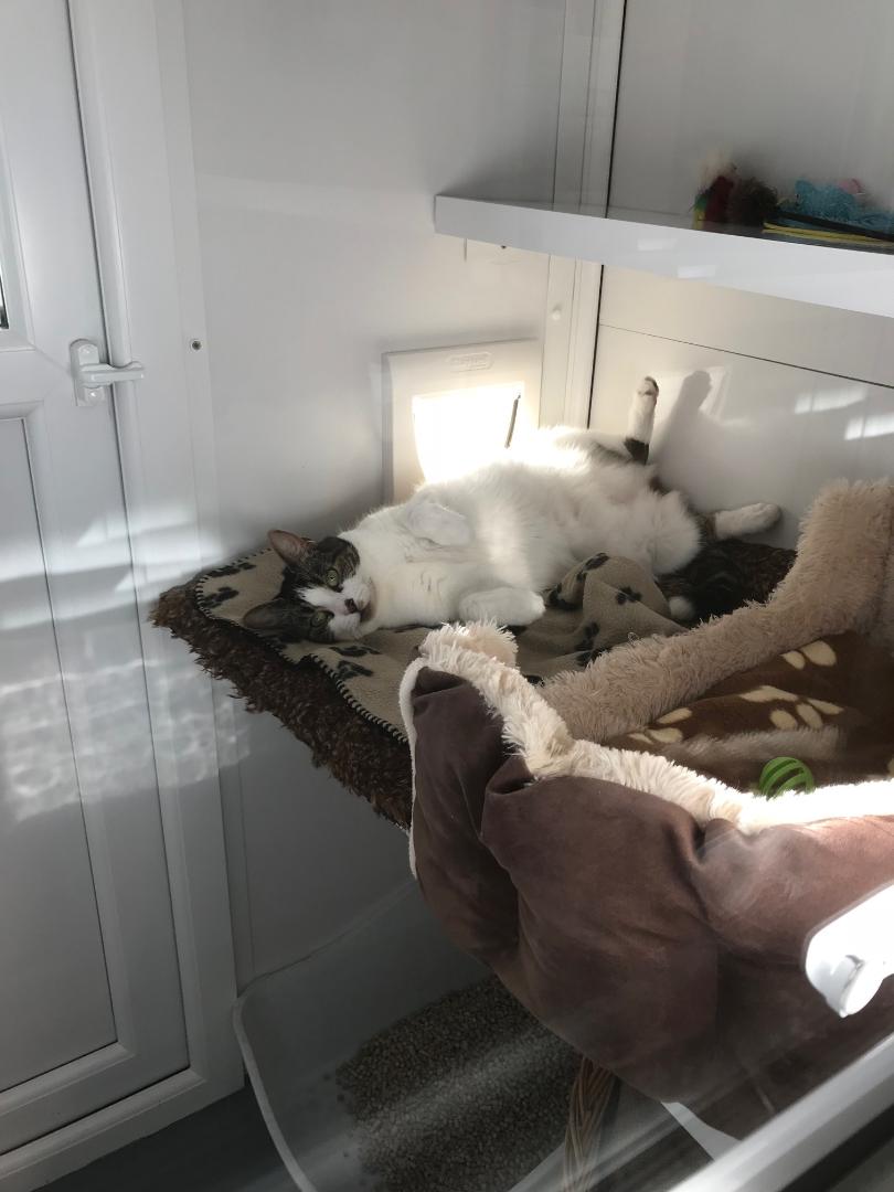 Gatehouse luxury Boarding Cattery Bournemouth Poole Ferndown Ringwood